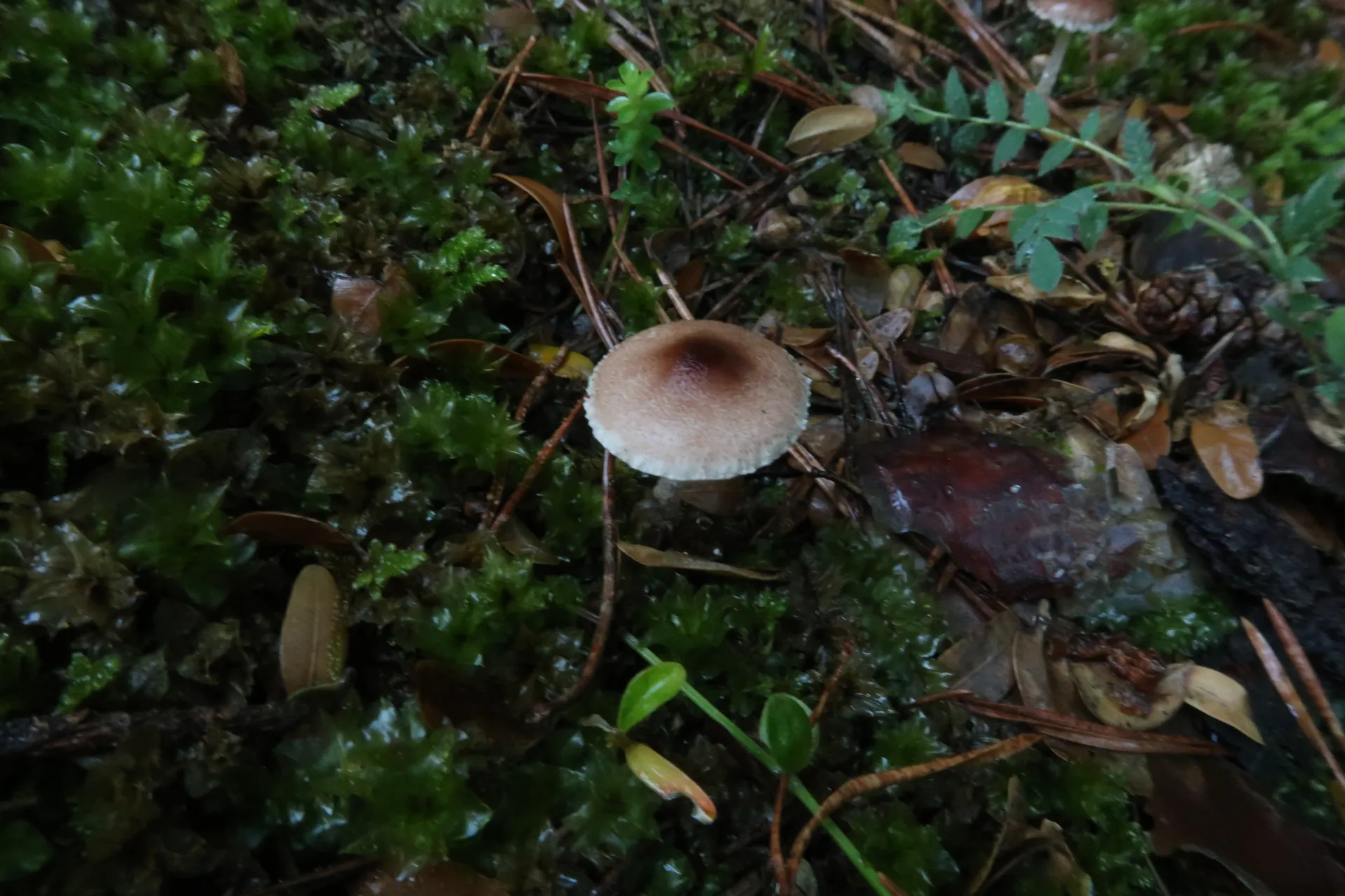 Lepiota echinella - 1 - IMG_7579
